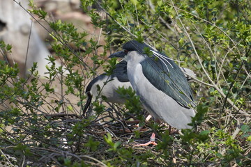 Night heron's couple are on their nest