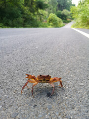 A fresh water crab thai walked through on the country road