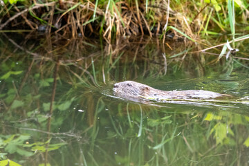 Beaver bringing the stuff to its nest.     Vancouver BC Canada
