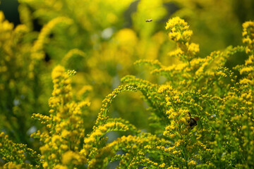 Beautiful yellow goldenrod flowers.