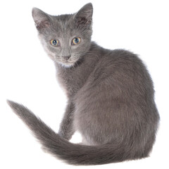 Small gray shorthair kitten sitting isolated