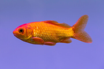 Gold pet goldfish in captivity