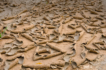 Rolled pattern of cracked soil surface in dry season
