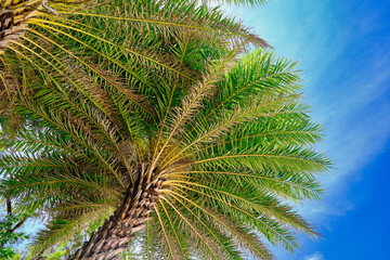 Beautiful palm tree on the beaches of Cayman Islands