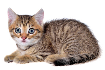 Obraz premium Short Hair brindle kitten lay