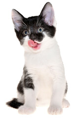 Bicolor black-white small shorthair kitten sitting isolated