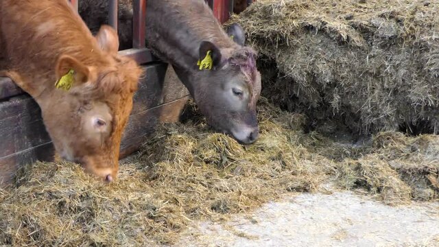 Cattle eating silage grass through a gate in a shed at a farm 