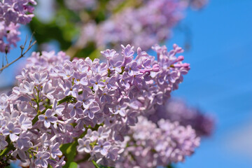 Branch of blossoming lilac on a sunny day