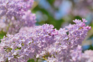 Branch of blossoming lilac on a sunny day