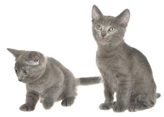 Two small gray shorthair kitten sitting isolated
