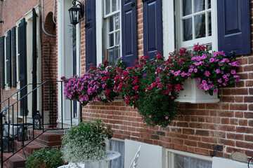 Colorful flowers line the flower beds along a quiet colonial street lined with brick and wooden old colonial homes