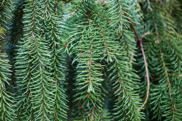 Fototapeta na wymiar Close-up of pine needles in a park