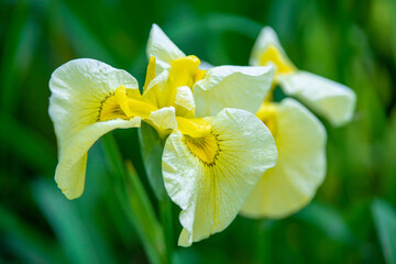 Obraz premium 花菖蒲
