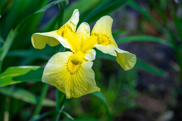 Obraz premium 花菖蒲