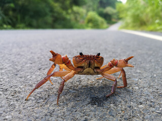 A fresh water crab thai walked through on the country road