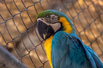 Guacamaya azul con amarillo posada en la naturaleza