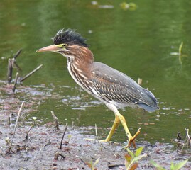 A young green heron (Butorides virescens subspecies anthonyi) strides along the water's edge on Watsonville Slough.
