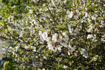 blooming cherry flowers close-up in the sunlight