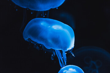 jellyfish in blue water