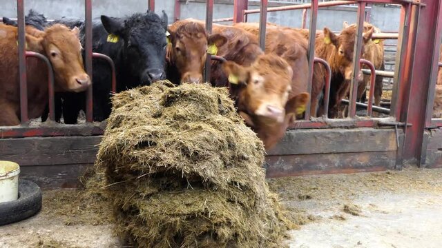Cattle eating silage grass through a gate in a shed at a farm 