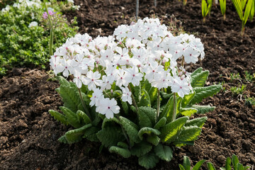 Close-up on a blooming primula, primrose plant with white small flowers in spring.