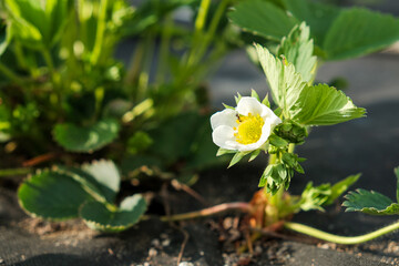 Strawberry blossom. White strawberry flowers with green leaves in Spring season with sunlight