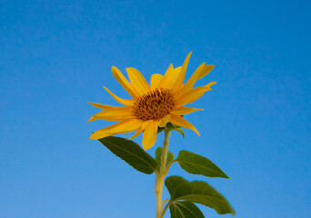 Close-up of sunflower on a natural background blue sky