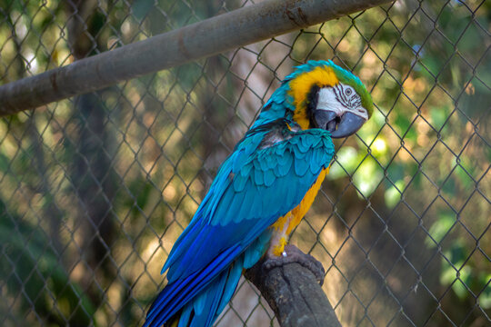 Guacamaya azul con amarillo posada en la naturaleza