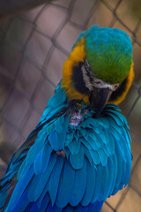 Guacamaya azul con amarillo posada en la naturaleza