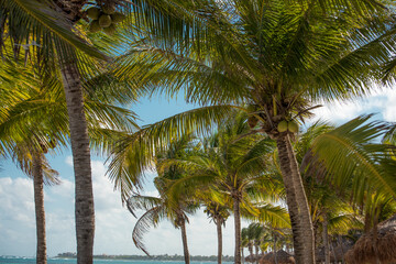 Akumal is one of the most peaceful places in the Riviera Maya, one protected shallow bay with a secluded beach and a nearby reef,  fascinating tourists from around the world