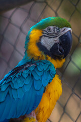 Guacamaya azul con amarillo posada en la naturaleza