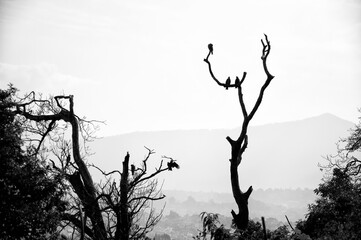 tree in the fog