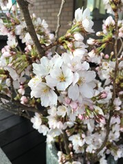 桜（ソメイヨシノ）２