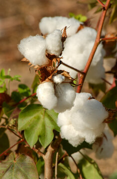 Organic and agroecological cotton produced in Campina Grande, Paraiba, Brazil.