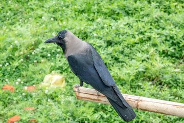 Crow Sitting on a Bamboo Pole