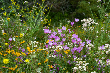 Trail through the wildflowers, rolling hills, and redwoods in the Big Sur, California forest