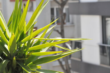 view from a balcony with a plant