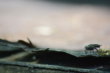Flies in the backyard sink.