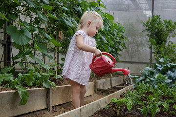 Cute little toddler girl watering plants with water can in the organic vegetable garden. Children can learn new skills, have fun, play and develop self-confidence by spending time in the garden.