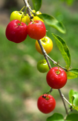 Acerola fruit. Rich in vitamin C it is widely used to make juice.