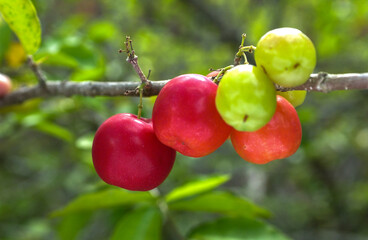 Acerola fruit. Rich in vitamin C it is widely used to make juice.