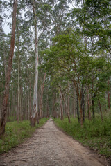 Fototapeta premium A path through eucalyptus tree forest, Kerala, India 