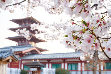 Shitennoji Temple with Sakura in Osaka, Japan