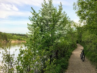 A bike resting along a bike bath trail through the woods beside a river in the edmonton river valley © christopher