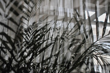 house plants in abstract way
