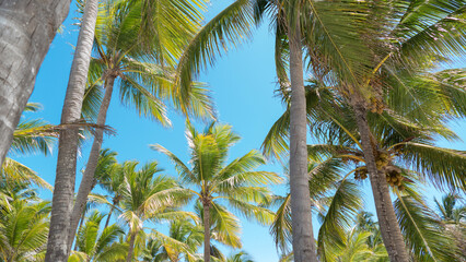 Fototapeta premium Palmeras Dominicanas