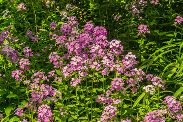 Obraz premium Purple Wildflowers