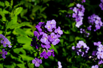 Purple Wildflowers