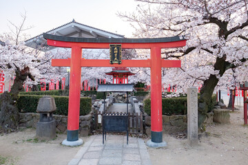 Shitennoji Temple with Sakura in Osaka, Japan