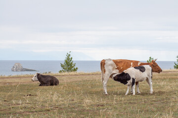 A baby calf is being fed by mama cow in the field
